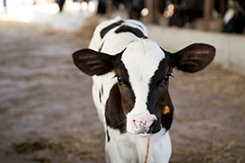 cow head